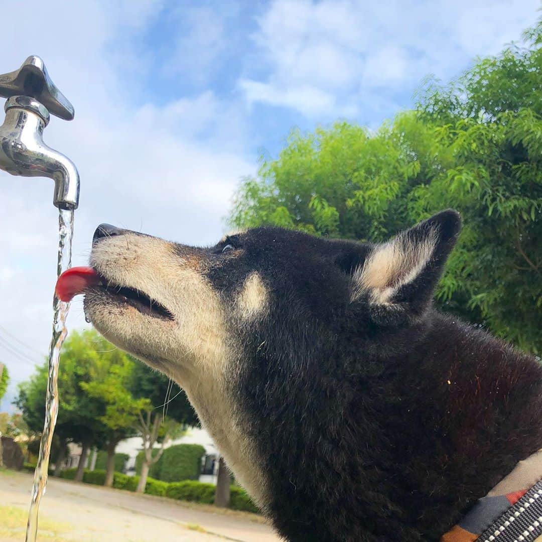 小川博永さんのインスタグラム写真 - (小川博永Instagram)「雲多めの涼しい朝。  #今朝まる #ししまる #dog #dogs #柴犬 #黒柴」9月29日 9時21分 - ogawahironaga