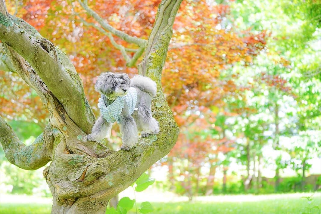 のインスタグラム：「⑅︎◡̈︎* ・ お猿さんじゃないよ〜⊂((・⊥・))⊃ イヴだょ🐾 こんばんワン♥︎︎∗︎*ﾟ ・ イヴの歯茎の腫瘍の病理検査の結果が届きました！ やはり良性のエプリスでした！ これですっきり一安心◡̈⃝︎⋆︎* ・ トレーニングや病院で歯磨きを教えてもらい、1日2回頑張ってます。 ・ 今まで自己流で歯磨きをしていた時は、歯ブラシをみるとマーブルもイヴも逃げ隠れていましたが、今は歯ブラシを出すとみずらから椅子に座ってスタンバイするようになりました♫ ・ ちょっとしたコツでこんなにも変わるのかと驚いてます！ これからもがんばろうね( *ˊᵕˋ)✩︎‧₊ ・ #木登り  #木登り犬  #わんこ歯磨き  #ジェニッカーズ  #dogenic #love_bestjapan #daily_photo_jpn #わんことおでかけ #doglife #doglover #inuくらぶ_jpn #しゅなら部 #ミニチュアシュナウザー #ミニシュナ #シュナウザー #miniatureschnauzer #schnauzer #schnauzerofinstagram #schnauzer_lovers #schnauzer_of_instagram #asianfusiongrooming #inutokyo  #only_one_wan  #paw_smile_pictures #inutome #dogsta #insta_dog #うちの子可愛く撮り隊 #わんこカメラ部 #wooftoday」