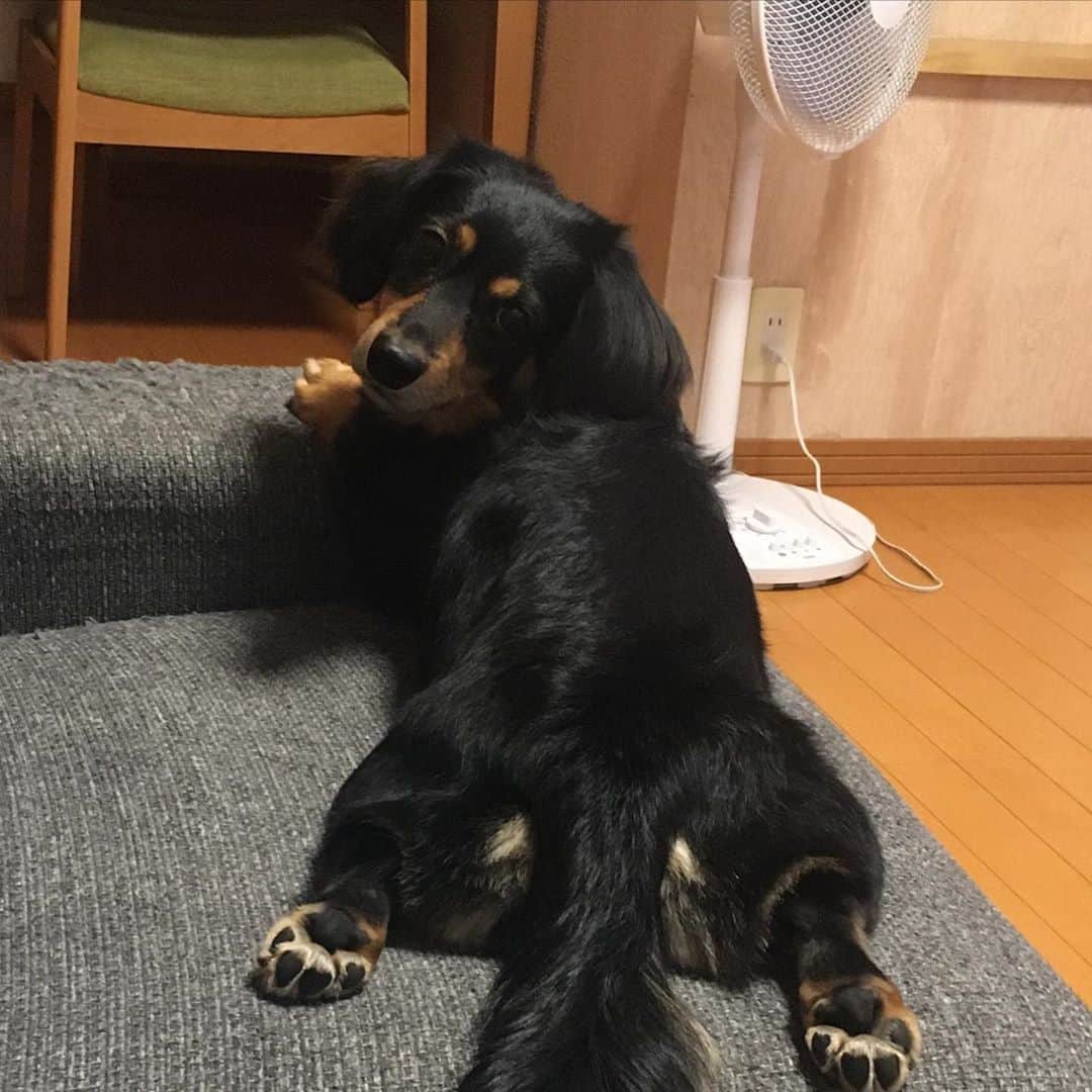 のインスタグラム：「見返り美人のソラ君😊🐶　#ミニチュアダックスフンド　#ブラックタン　#犬　#dog #duchshund」