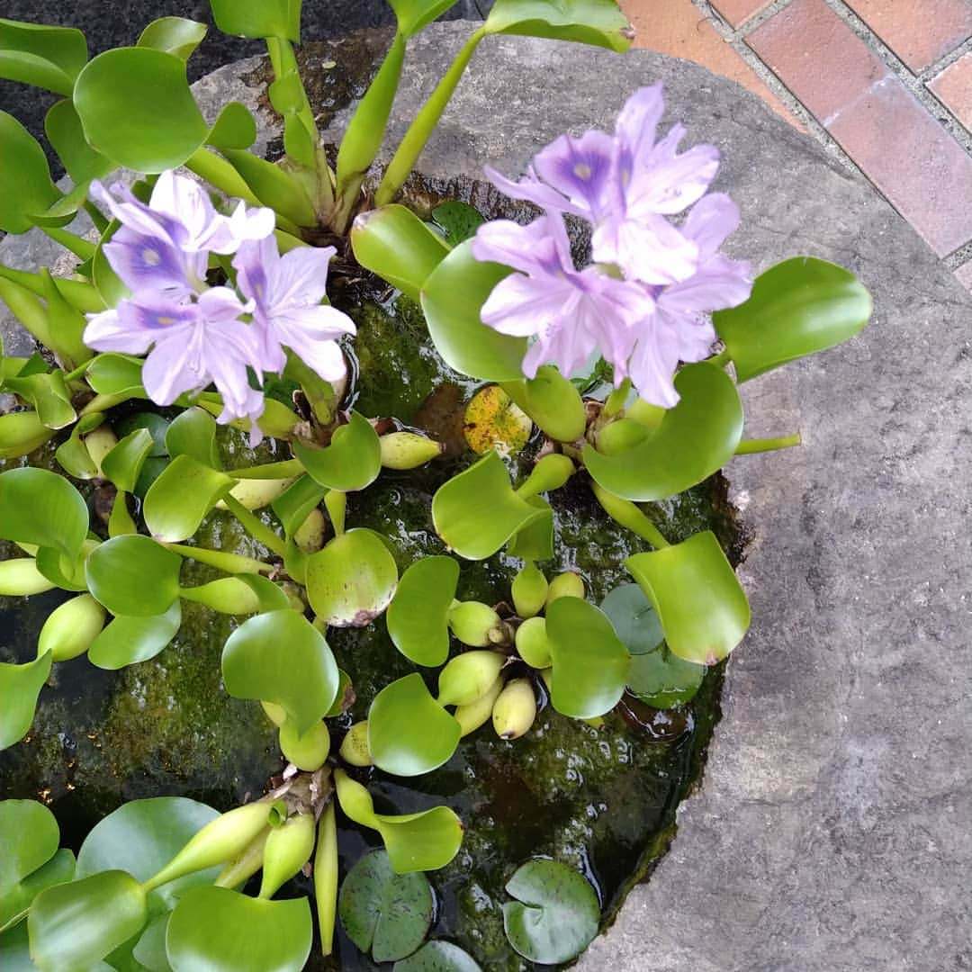 星奈優里のインスタグラム：「#ホテイアオイの花 初めて見ました🌿 咲いて一日、夜には萎んでしまうそうです。 咲いている日に出逢えてラッキー✨」