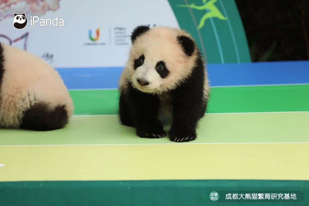 iPandaさんのインスタグラム写真 - (iPandaInstagram)「Here is the easiest way to recognize the four pandas! First, the panda with yellow hair is Run Yue; next, the heaviest among them is Ai Jiu; then, there is a circle of white fur on each of He Hua’s wrist; finally, He Ye is the only boy among them! Next time, will you still recognize them? 🐼 🐼 🐼 #Panda #iPanda #Cute #HowGiantPandasGrowUp #PandaPic #NiceHoliday」9月29日 18時45分 - ipandachannel