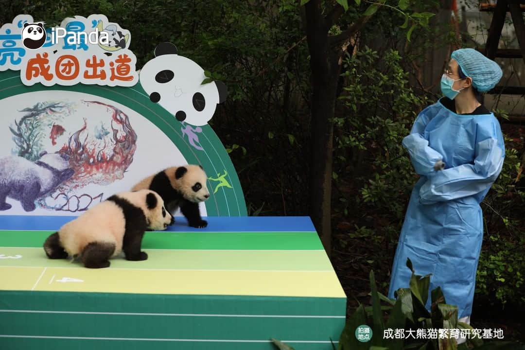 iPandaさんのインスタグラム写真 - (iPandaInstagram)「Here is the easiest way to recognize the four pandas! First, the panda with yellow hair is Run Yue; next, the heaviest among them is Ai Jiu; then, there is a circle of white fur on each of He Hua’s wrist; finally, He Ye is the only boy among them! Next time, will you still recognize them? 🐼 🐼 🐼 #Panda #iPanda #Cute #HowGiantPandasGrowUp #PandaPic #NiceHoliday」9月29日 18時45分 - ipandachannel