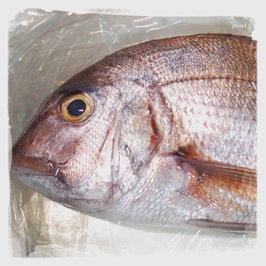anemone_69のインスタグラム：「. こりゃ  めでタイ！！ . . #真鯛 #seabream #DreamCanvas_powf . . .」