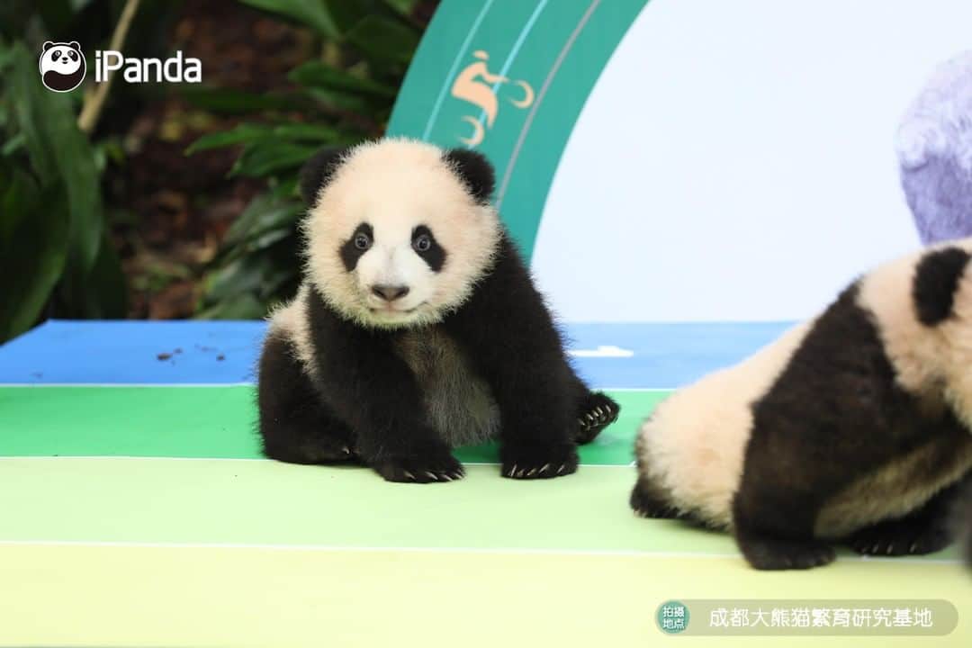 iPandaさんのインスタグラム写真 - (iPandaInstagram)「Four new born panda cubs make public debut at Moonlight Nursery of Chengdu Research Base of Giant Panda Breeding. Which one do you wanna pick? 🐼 🐼 🐼 #Panda #iPanda #Cute #HowGiantPandasGrowUp #PandaPic #NiceHoliday」9月29日 18時55分 - ipandachannel