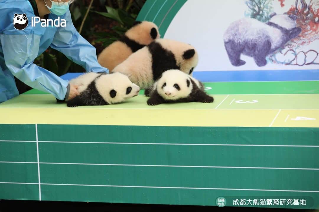 iPandaさんのインスタグラム写真 - (iPandaInstagram)「Four new born panda cubs make public debut at Moonlight Nursery of Chengdu Research Base of Giant Panda Breeding. Which one do you wanna pick? 🐼 🐼 🐼 #Panda #iPanda #Cute #HowGiantPandasGrowUp #PandaPic #NiceHoliday」9月29日 18時55分 - ipandachannel