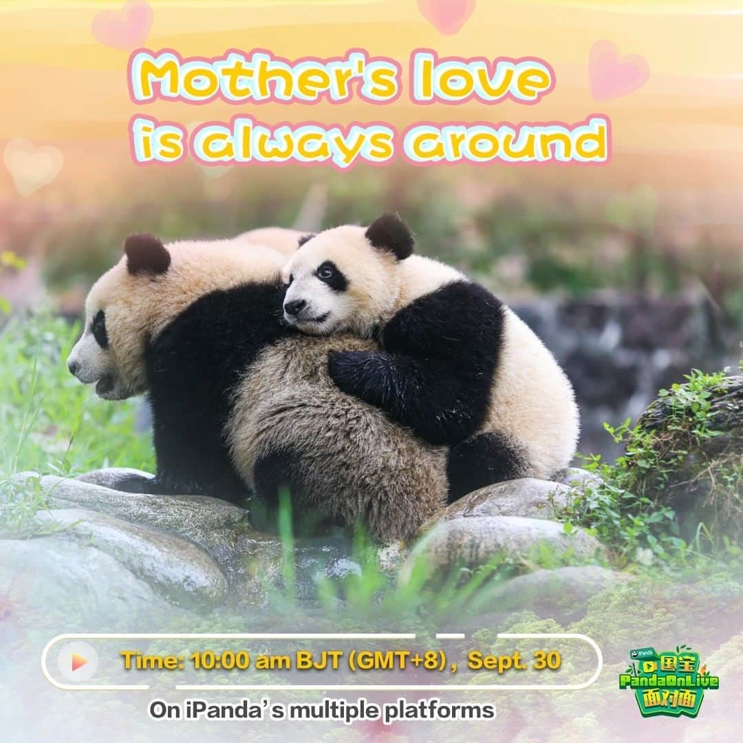 iPandaさんのインスタグラム写真 - (iPandaInstagram)「Live Preview: Pandas thrive in the China Conservation and Research Center for the Giant Panda  under the intensive care of the panda mothers and nannies. iPanda's live on September 30, 10:00 am BJT on Facebook invites you to witness pandas’ growth. 🐼 🐼 🐼 #Panda #iPanda #Cute #FBLive #CCRCGP #NiceHoliday」9月29日 19時00分 - ipandachannel