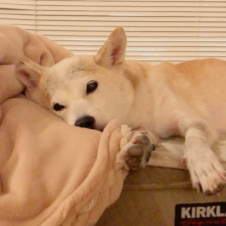 柴犬リリコのインスタグラム：「涼しくなって食欲も⤴️⤴️、ご飯🍚を完食し腹パンでネムネム😴リリコさん🐶」