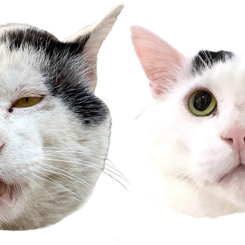 Kachimo Yoshimatsuさんのインスタグラム写真 - (Kachimo YoshimatsuInstagram)「色んな顔のナナクロ。 Nanakuro with various faces.  #うちの猫ら #nanakuro #ナナクロ #猫 #ねこ #cat #ネコ #catstagram #ネコ部 http://kachimo.exblog.jp」9月29日 19時06分 - kachimo