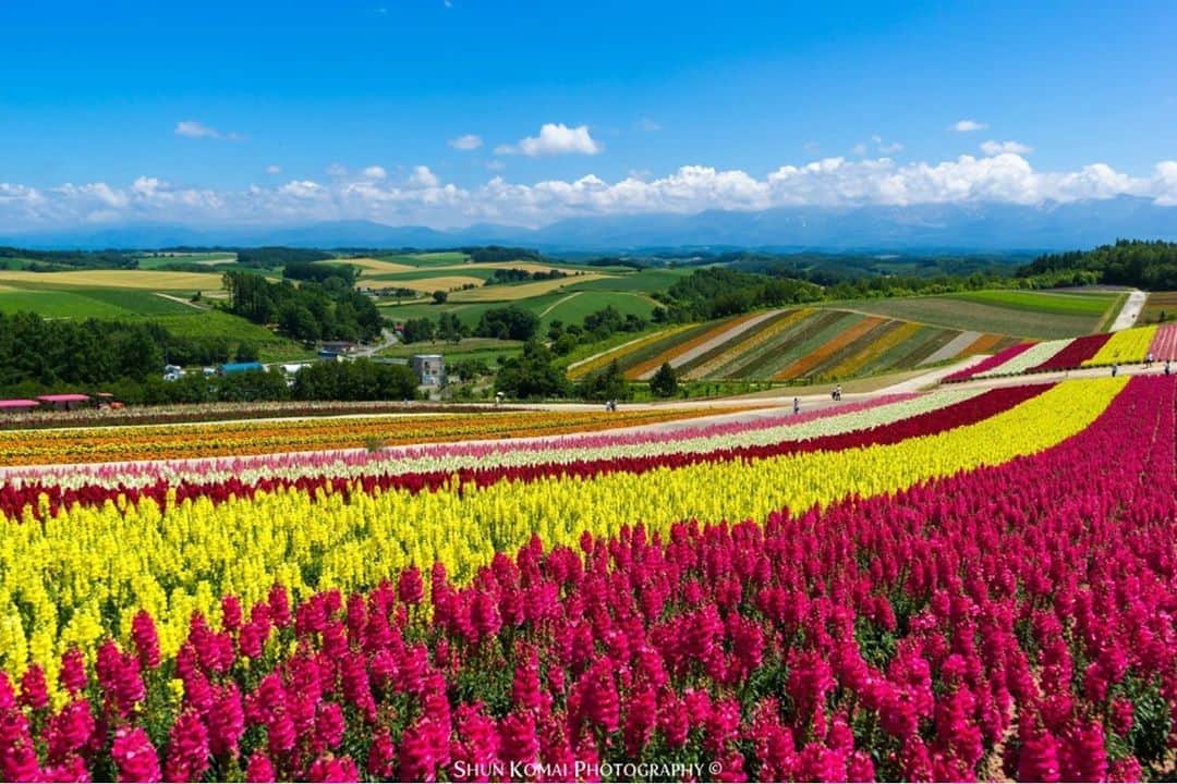花の写真館のインスタグラム：「Photo by Shun Komai.⠀ .⠀ Original Post[投稿いただいたURL]⠀ https://www.facebook.com/photo.php?fbid=10220786057815230⠀ .⠀ 本アカウントは、 #私の花の写真 をつけてInstagramに投稿された皆さまの花の写真や、「花の写真館」Facebookページで投稿された花の写真を紹介します。⠀ 「花の写真館」Facebookページは、「 @floral.photograph 」のプロフィールにあるURLからご覧ください。⠀ .⠀ ※各自、政府、自治体など公的機関の指示に従った行動をお願いします。⠀⠀ 東京カメラ部および分室では、写真を「見る楽しみ」を提供することを通して、微力ながら皆様にわずかな時間でも癒しをお届けしたいと思っております。⠀ ※本アカウントは東京カメラ部がFacebook、Instagramのサービスを利用して運営しているもので、Facebook社・Instagramとは一切関係ありません。⠀ .⠀ #花の写真館 #floralphotograph #floralphoto #flower #flowers⠀ Follow: @floral.photograph」