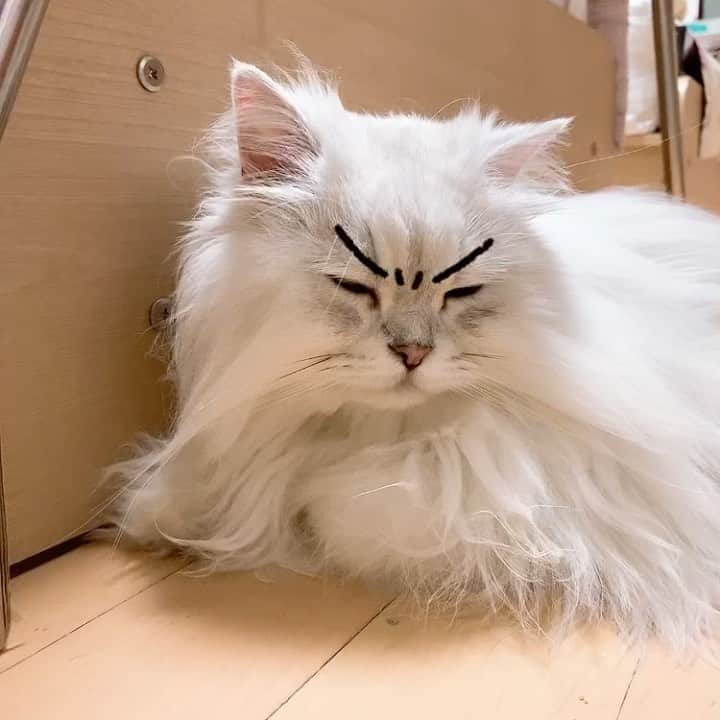 후추네큰언니のインスタグラム：「ㅋㅋㅋㅋㅋㅋㅋㅋㅋ 귀욥  . . . . . #후추  #고양이  #냥스타그램 #캣스타그램  #Hoochu #Hoochuthecat #cat #cats #catstagram #catsofinstagram #topcatphoto #bestmeow #ilovecat #cute #fluffy #petstagram #instacats」
