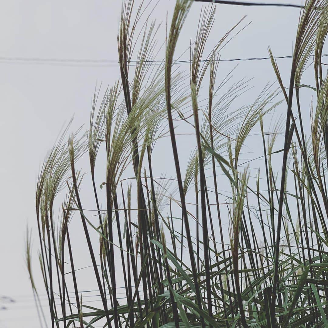 寿里のインスタグラム：「秋を感じたよーな写真。 箱根はススキ🌾が凄いだろうね〜 #秋　#autumn #ススキ」