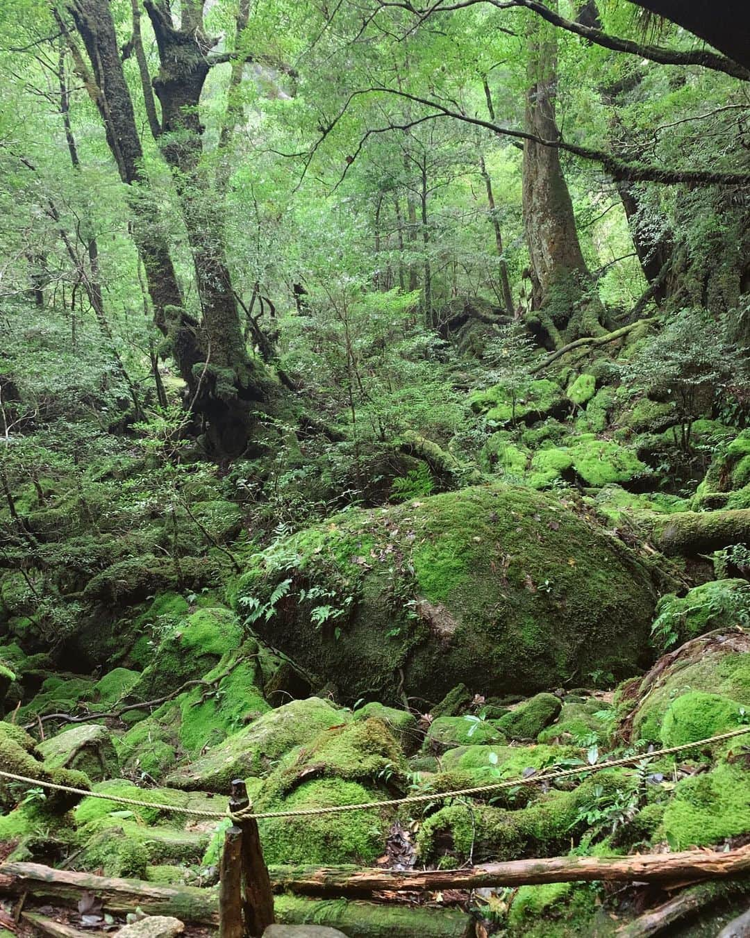 植野有砂さんのインスタグラム写真 - (植野有砂Instagram)「Yakushima was literally Mononoke 🥺🙏🏻🦌🐗🐺まじでもののけだった屋久島の白谷雲水峡✨私たちは苔むすの森までのコースだったから往復3時間くらいのトレッキングをしました！苔むすまででもかなり足場が山道だったけど意外とスイスイ👍🏻足場が悪いせいで下ばかり見ちゃうけどふと顔を上げると本当にもののけで(語彙)霧もかかったりで幻想的すぎて地球😭ってなりました。笑YouTubeも撮ったんだけどちょっといま編集立て込んでてまたゆっくりアップするね！本当に最高だったぁ😭❤️❤️❤️ずーっともののけの歌口ずさんでた😂ら、恥ずかしいビデオw #Yakushima #屋久島#白谷雲水峡」9月29日 19時53分 - alisaueno