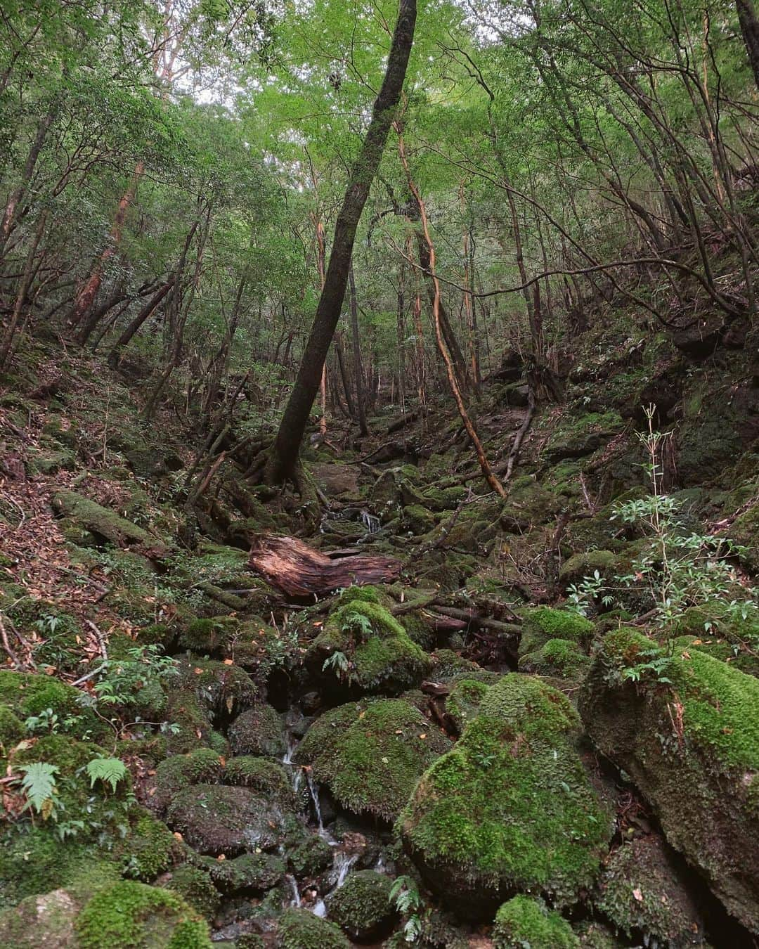 植野有砂さんのインスタグラム写真 - (植野有砂Instagram)「Yakushima was literally Mononoke 🥺🙏🏻🦌🐗🐺まじでもののけだった屋久島の白谷雲水峡✨私たちは苔むすの森までのコースだったから往復3時間くらいのトレッキングをしました！苔むすまででもかなり足場が山道だったけど意外とスイスイ👍🏻足場が悪いせいで下ばかり見ちゃうけどふと顔を上げると本当にもののけで(語彙)霧もかかったりで幻想的すぎて地球😭ってなりました。笑YouTubeも撮ったんだけどちょっといま編集立て込んでてまたゆっくりアップするね！本当に最高だったぁ😭❤️❤️❤️ずーっともののけの歌口ずさんでた😂ら、恥ずかしいビデオw #Yakushima #屋久島#白谷雲水峡」9月29日 19時53分 - alisaueno