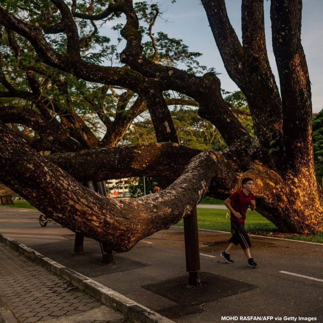 ABC Newsさんのインスタグラム写真 - (ABC NewsInstagram)「A man jogs under a rain tree which is believed to be about 130 years old. It was saved by authorities by installing permanent support after it collapsed at the Lake Gardens in Taiping. #trees #nature」9月29日 19時57分 - abcnews