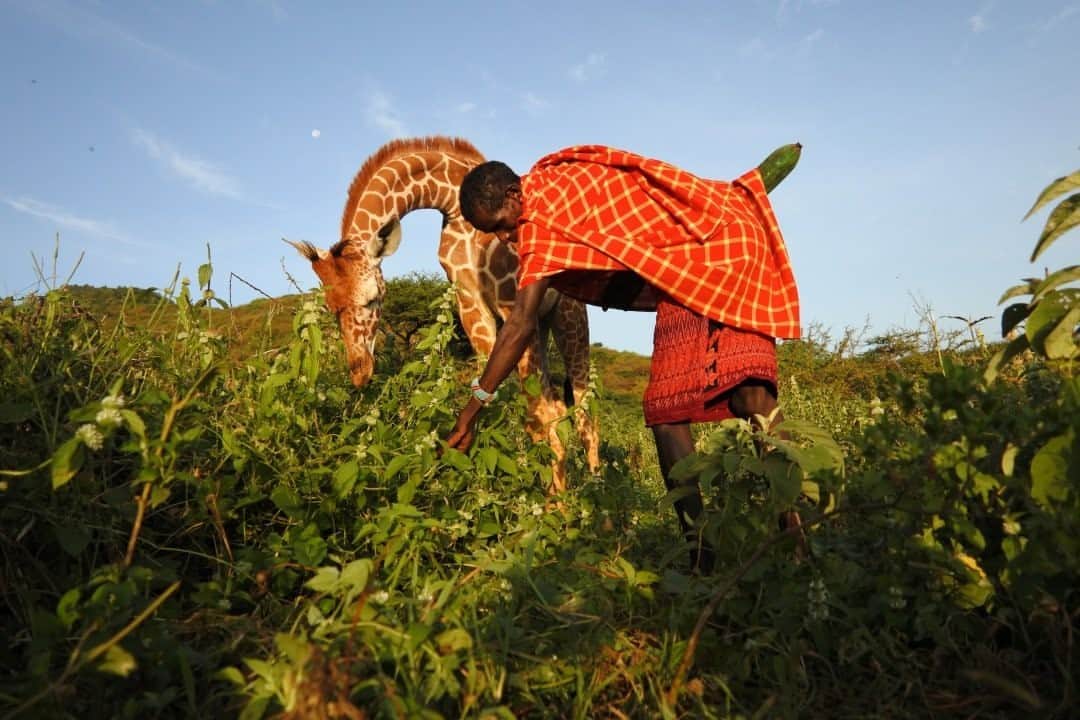 ナショナルジオグラフィックのインスタグラム