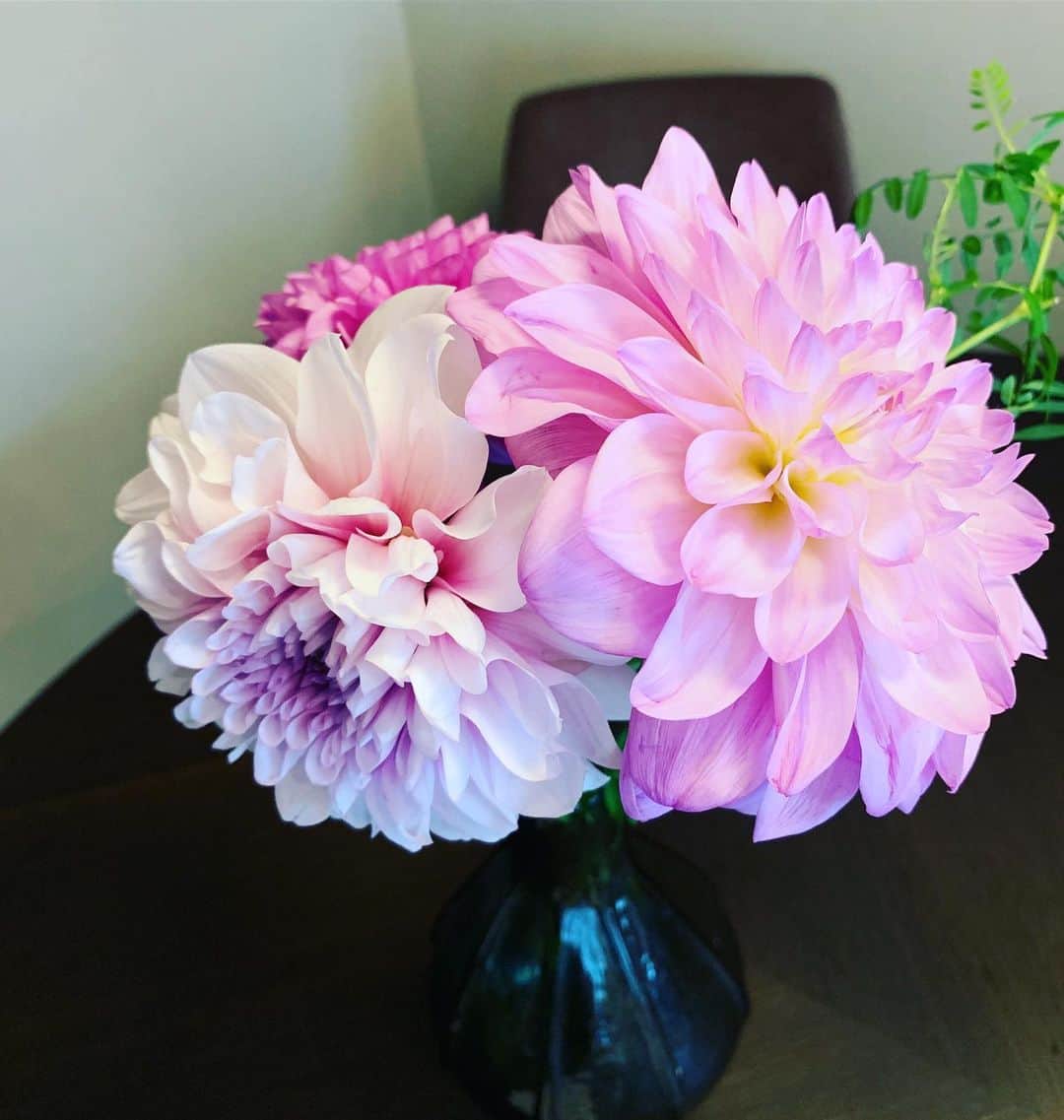 須黒清華のインスタグラム：「ダリアが大好きで、見つけるとつい買ってしまいます🌸 これは秋田からやってきた「なまはげダリア👹」というそうです。 名前と裏腹にとっても綺麗✨ 癒されます〜 . 今週は大江キャスターがお休みのため、月曜、水曜、金曜のWBSを担当します。 明日は池上彰さんのアメリカ大統領選解説もあります🇺🇸 ぜひご覧くださいっ‼︎ #wbs #ワールドビジネスサテライト #池上彰 さん #アメリカ大統領選  #ダリア #なまはげダリア #秋田」