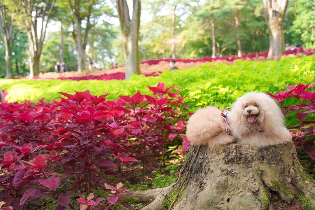 Toypoodle Mikuru?Asakusa Tokyoのインスタグラム