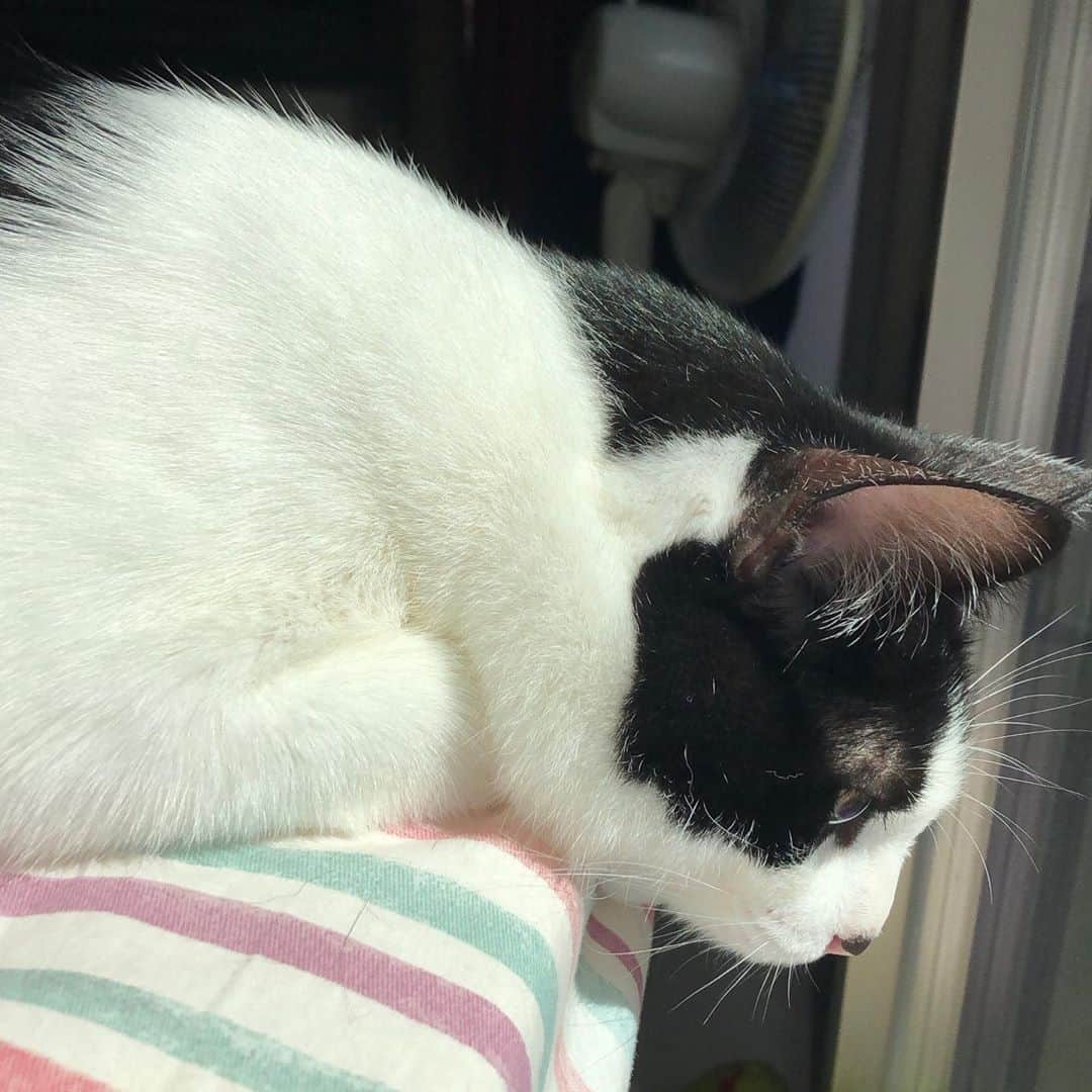 ぽんずのインスタグラム：「秋らしくなってきましたねぇ  #ねこ#猫#cat#猫好き#親バカ#はちわれ#ハチワレ#はちわれ猫#ハチワレ猫#白黒猫部#にゃんすたぐらむ#ilovecat#猫大好き#うちの猫自慢#白黒猫 #我が家のぽんずくん #ちゅーちゅー妖怪」