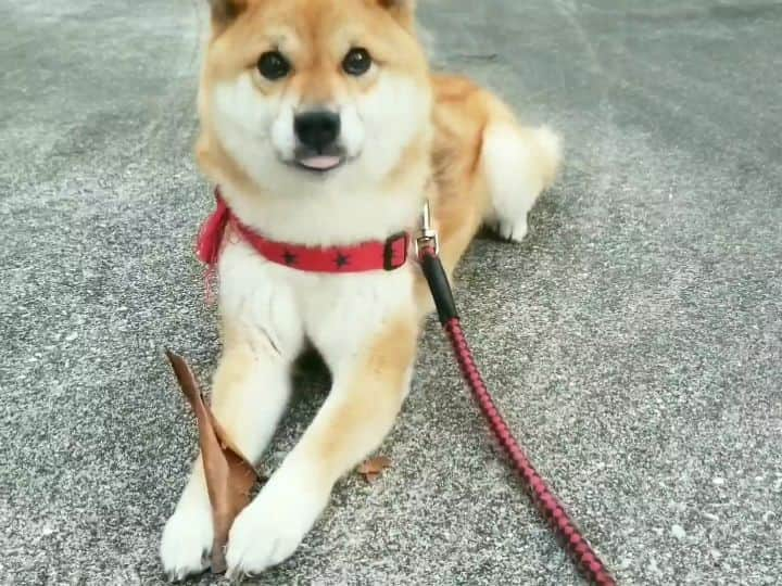 柴犬たま Shibainu Tamaのインスタグラム