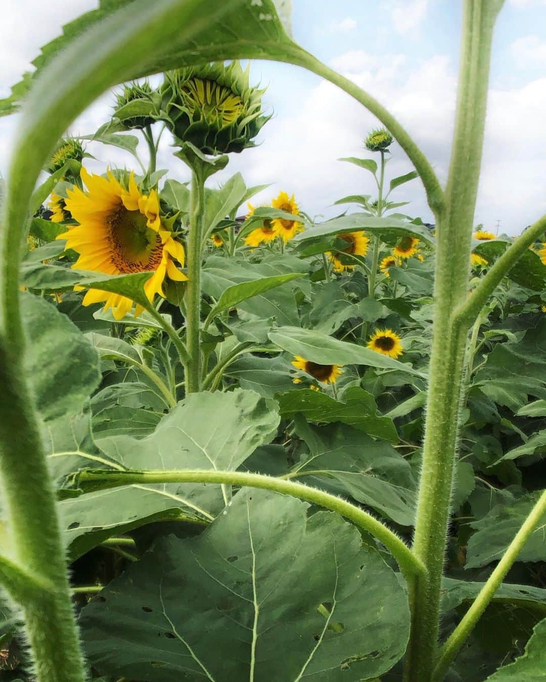 sunday_722のグルメインスタ