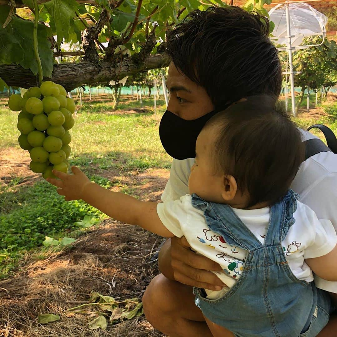 澤上竜二さんのインスタグラム写真 - (澤上竜二Instagram)「芽野歌果樹園！ 瀬戸ジャイアンツが美味しすぎた。 #今治#自然#ぶどう狩り#果樹園 #次はみかん狩り行きたいな」9月29日 12時55分 - sawakami.ryuji