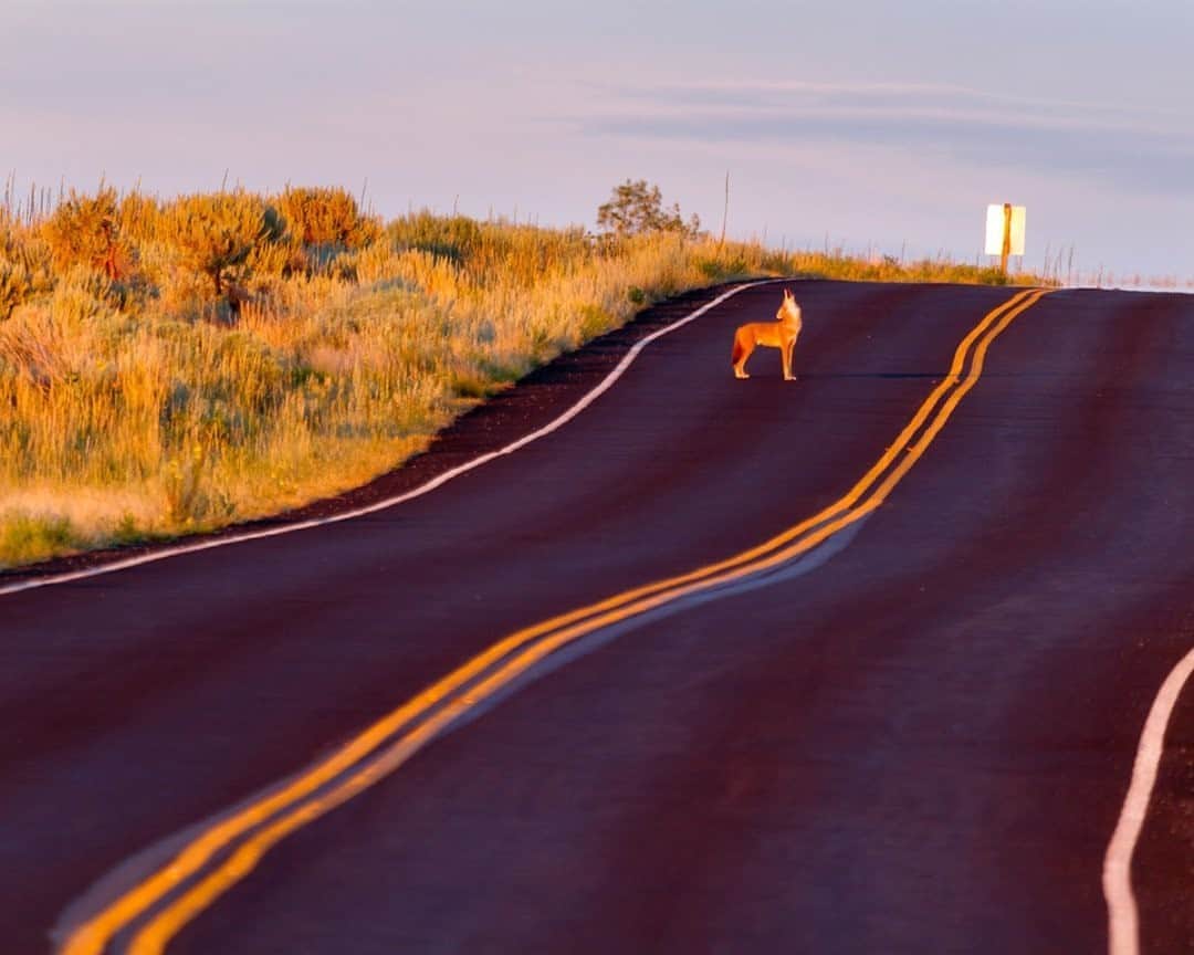 National Geographic Travelさんのインスタグラム写真 - (National Geographic TravelInstagram)「Photo by @stephen_matera / A coyote howls in the middle of the road at sunset in Antelope Island State Park, Utah. The park, situated in the middle of the Great Salt Lake, contains one of the largest free-roaming herds of bison, ranging from 500 to 700 in population. Pronghorn antelope and mule dear are also abundant on the island. The island is accessible via a causeway connecting it to the mainland.  Follow me @stephen_matera for more images like this from Utah and around the world. #sunset #greatsaltlake #coyote」9月29日 13時09分 - natgeotravel