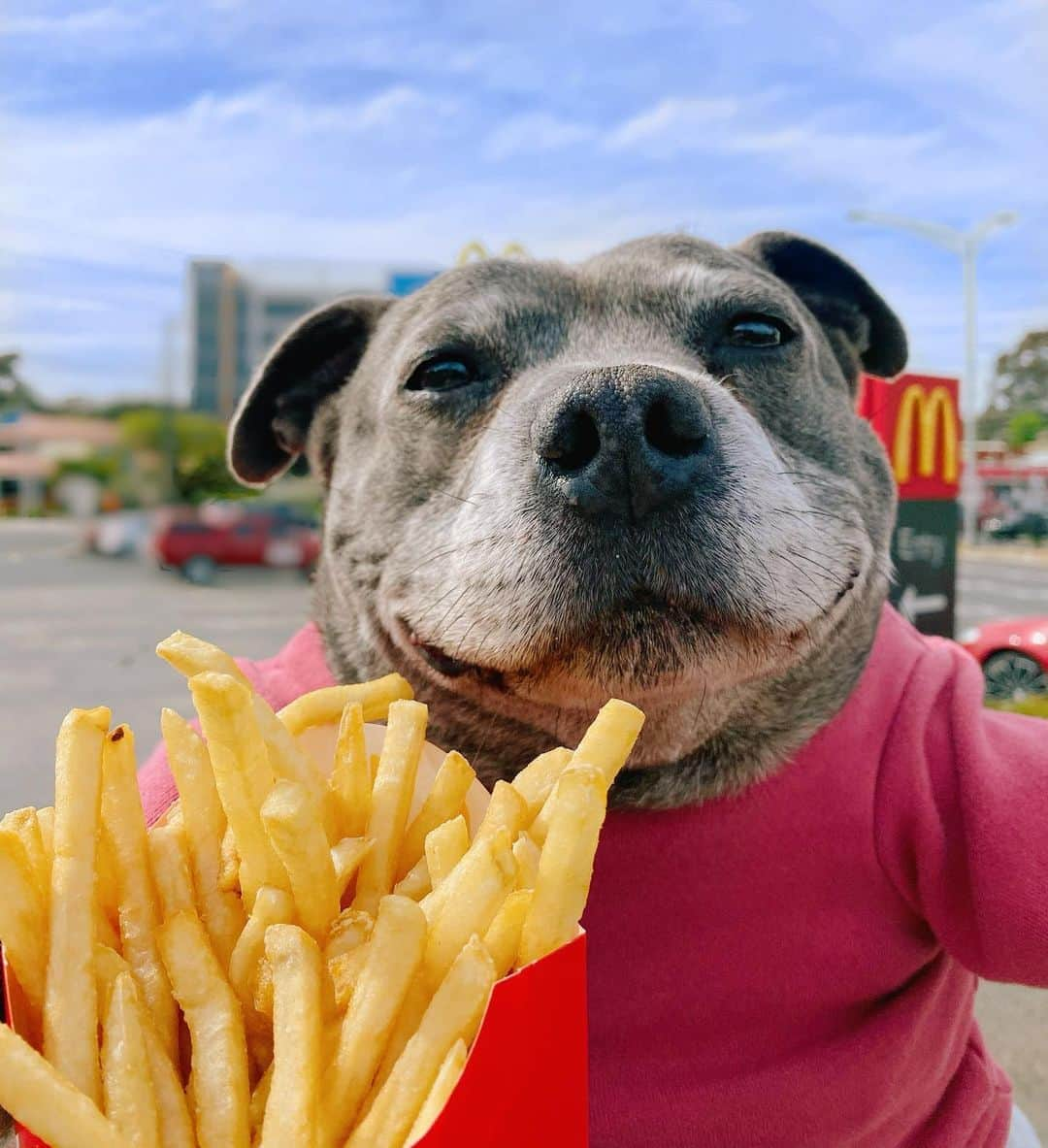 DARREN&PHILLIPさんのインスタグラム写真 - (DARREN&PHILLIPInstagram)「Look I haz to agree with Mum it’s not often I do but she said I was eating too much pizza and dat I really needed to increase my vegetable intake. Fun fact did u know dat potatoes are full of vitamin c and potassium? Well I’m about to intake about 4 large servings of dese wonderful nutrients. I’d say I’m doing v v well, wouldn’t u? I’m lovin it. Philly」9月29日 14時18分 - the_blueboys