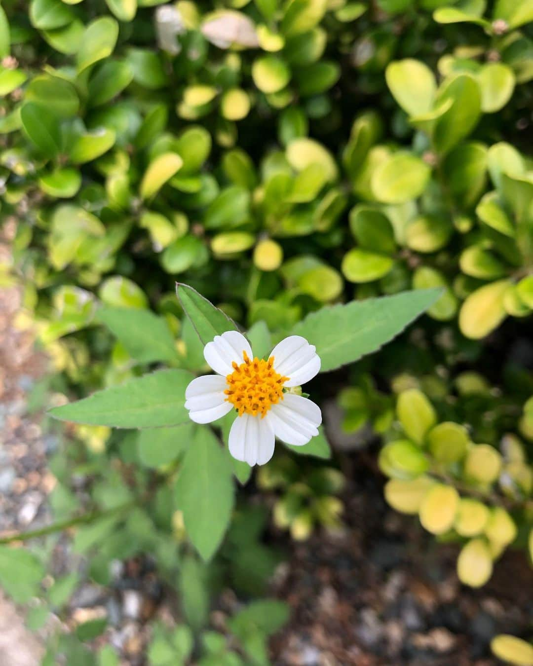 竹川美子のインスタグラム：「小白の栴檀草☘️ #小白の栴檀草 #こしろのせんだんぐさ #道端 #小さな草花 #花言葉 #忍耐力 #不器用 #秋に咲く花 #癒し」