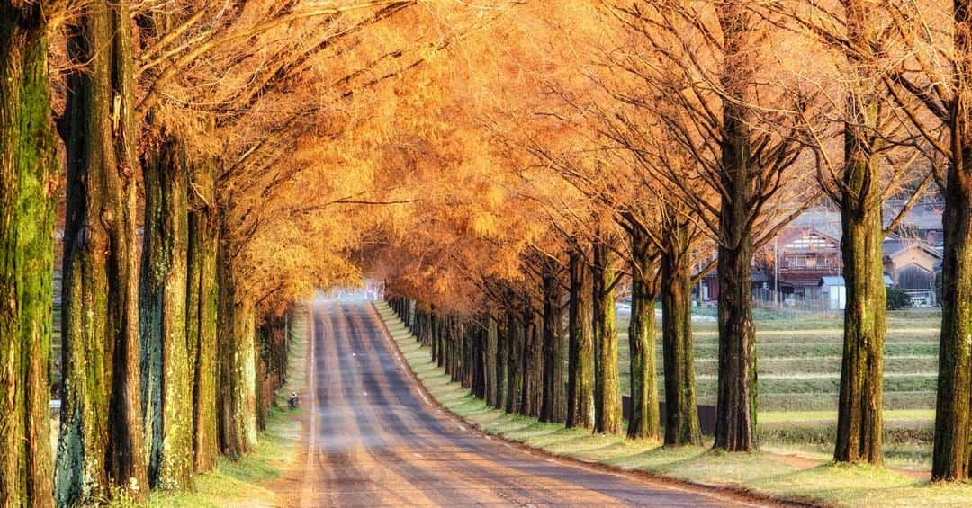 関西電力株式会社さんのインスタグラム写真 - (関西電力株式会社Instagram)「＼美しく紅葉したメタセコイア並木の風景🍂✨／ 今回ご紹介するのは、新・日本街路樹100景にも選ばれている滋賀県高島市の「メタセコイア並木」😊紅葉した約500本のメタセコイアが、2.4kmにわたって伸びる景色は圧巻です👀✨ . --------------- 《投稿をご覧の皆さまへ》 関西電力Instagramでは、関西地方の灯、あたたかみのある風景のお届けを通して、皆さまの心に灯りがともるような癒しをお届けしてまいります。 外出の際は引き続き感染予防の徹底を心がけましょう。 --------------- . #日本の風景 #けしからん風景 #紅葉  #日本の秋 #絶景 #はなまっぷ紅葉 #日本の秋 #日本の景色 #秋の花  #秋の風景 #紅葉狩 #秋景色 #しがトコ #滋賀 #高島市 #びわ湖 #マキノ高原  #メタセコイア並木 #メタセコイア #loves_united_japan #ダレカニミセタイケシキ  #bestphoto_japan #灯 #ptk_japan #貴重な体験 #景色最高 #tripgramjp  #best_expression_night #お写んぽ #インスタスポット」9月29日 15時00分 - kanden.jp