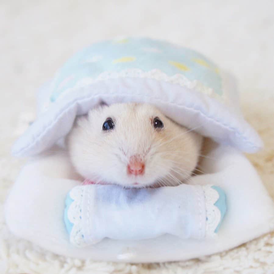 hamster_mocoのインスタグラム