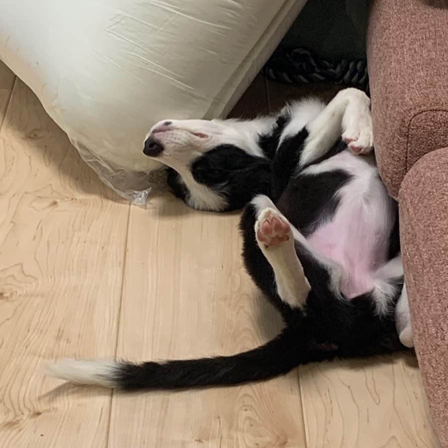環奈（長沢菜々香の飼い犬）のインスタグラム：「おねむねむ💤  #ボーダーコリーのいる生活」