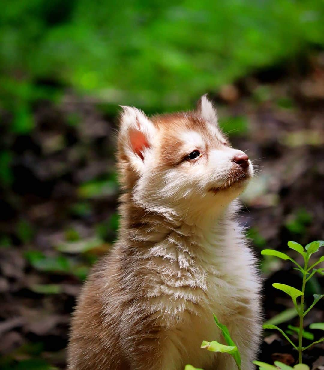 Canon Asiaさんのインスタグラム写真 - (Canon AsiaInstagram)「This Siberian Husky puppy becomes hyperactive whenever it realises someone is close by. This time however, @jesty_sunny managed to capture a peaceful side of this young pup enjoying the solitude. . 📷  Image by @jesty_sunny using the Canon 200D • EF-S 55-250mm f/4-5.6 IS STM • f/5.6 • ISO 1000 • 1/640s • 172mm . Want your photos to be featured too? Tag them with #canonasia or submit them on My Canon Story, link in bio! . #canonasia #photography #explore #husky #nature #puppy #pets #Siberian #small #canon #lens #inspiration #animals #petphotography #colours」9月29日 15時59分 - canonasia