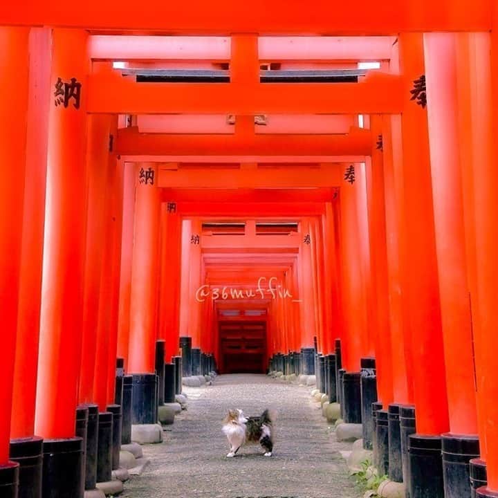 NEKOくらぶさんのインスタグラム写真 - (NEKOくらぶInstagram)「鳥居の迷宮？⛩⛩⛩⛩⠀ @36muffin_ さんの作品ですにゃ（＝ΦωΦ＝）⠀ *⠀ いいね！＆コメント大歓迎！！⠀ *⠀ #nekoclub #NEKOくらぶ #Japan #Photo #写真 #日本 #cat #ネコ #ねこ #猫 ⠀ Follow: @nekoclub_jpn⠀ *⠀ ▼【廣済堂出版共同企画】NEKOくらぶの皆さまとつくる「NEKOくらぶ写真集」、発売中♪（＝ΦωΦ＝）⠀ ※詳細は本アカウント「 @nekoclub_jpn 」のプロフィールに固定しているハイライトから⠀ *⠀ ※皆様、政府、自治体など公的機関の指示に従った行動をお願いします。⠀ 東京カメラ部および分室では、写真を「見る楽しみ」を提供することを通して、微力ながら皆様にわずかな時間でも癒しをお届けしたいと思っております。⠀ ※本アカウントは東京カメラ部がFacebook、Instagramのサービスを利用して運営しているもので、Facebook社・Instagramとは一切関係ありません。」9月29日 16時00分 - nekoclub_jpn