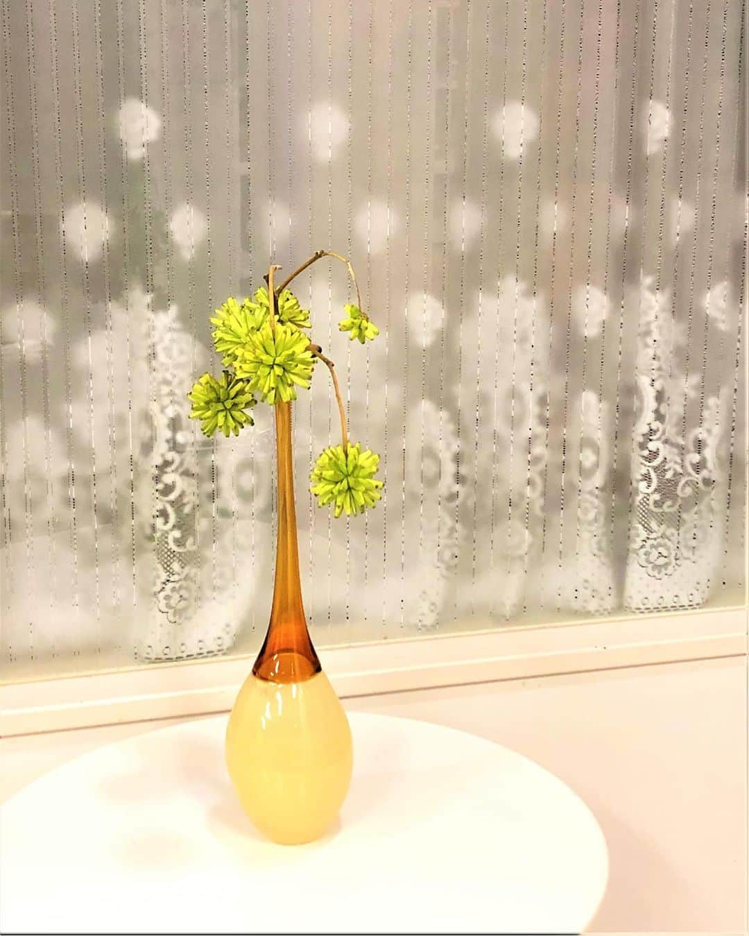 いけばな池坊さんのインスタグラム写真 - (いけばな池坊Instagram)「＊﻿ 【暮らしの花／Flower of Daily Life／生活之花】﻿  ﻿ 9月29日／29th September﻿  ﻿ 中国でいただいたガラスの器に、中国原産のカンレンボクをいけてみました。﻿ 強い生命力と多くの実をつけることから喜樹とも呼ばれているようです！﻿ I arranged the Camptotheca acuminata native to China in a glass container I received in China.﻿ This floral material is full of life and will grow many fruits so people also call it "Kiju" (the lucky tree).﻿ 在中國獲贈的玻璃器皿裡插上原產於中國的旱蓮木。﻿ 此木生生命力強並能結許多果實，所以也被稱為「喜樹」。﻿ ﻿ 花材名：カンレンボク﻿ Camptotheca acuminata﻿ 旱蓮木 ﻿ ﻿ ﻿ #池坊﻿ #いけばな﻿ #華道﻿ #暮らしの花﻿ #花のある暮らし﻿ #窓辺　#窓際﻿ #花器﻿ #ガラスの器﻿ #実　#生命力﻿ #京都﻿ #日本文化﻿ #ikenobo﻿ #ikebana﻿ #floweroflife﻿ #ikebanaforpraying﻿ #kyoto﻿ #japaneseculture﻿ #9月の花﻿ #カンレンボク﻿ #喜樹」9月29日 16時11分 - ikenobo550