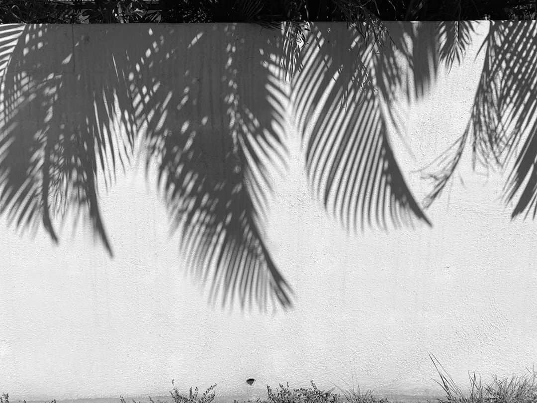 Mieさんのインスタグラム写真 - (MieInstagram)「人のお家の塀に映るこういう影見るだけで幸せになれる私って、どこまでヤシの木が好きなのか🌺  今日はとにかく暑かったハワイ。 なのに今1番したいのは温泉につかること😆🙏 今年の冬は日本に帰りたいな🧡  #ハワイ　#ハワイを切り取る　#Mie目線」9月29日 16時15分 - miefromhawaii