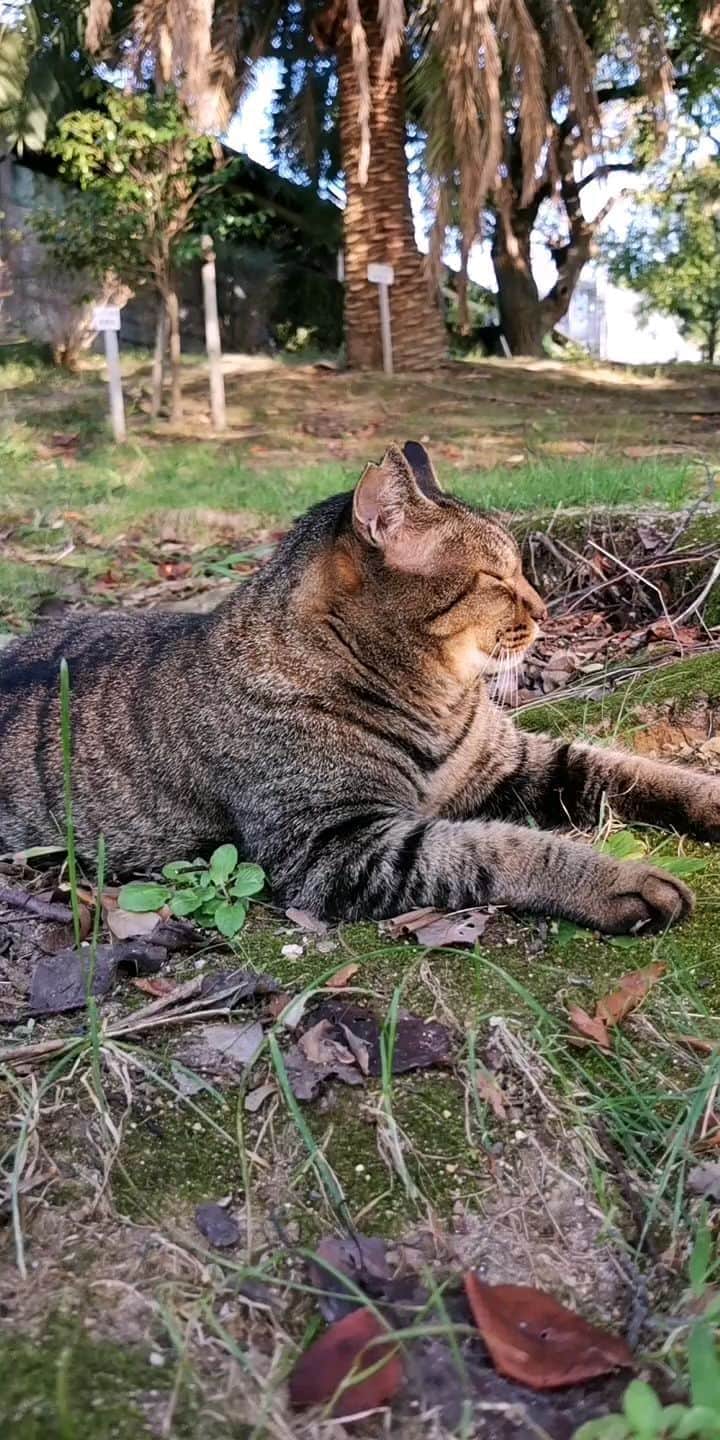 感動猫動画のインスタグラム
