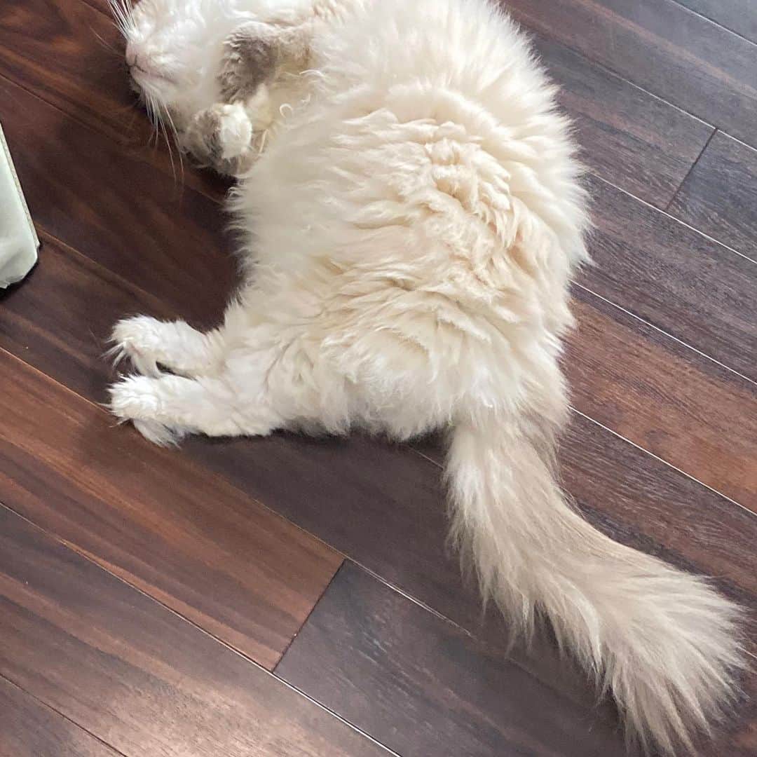のインスタグラム：「落ちてた」