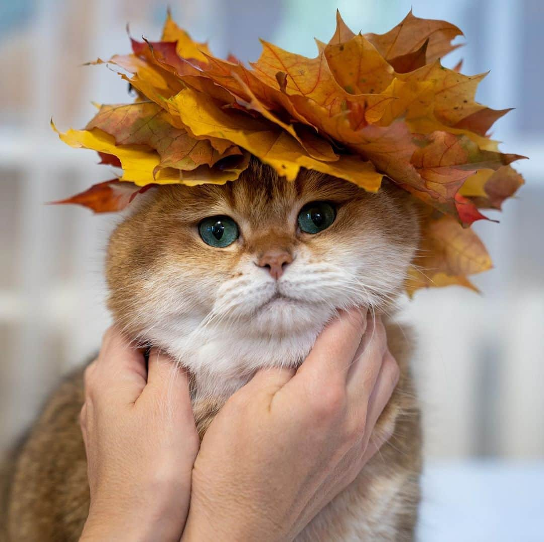 Hosicoさんのインスタグラム写真 - (HosicoInstagram)「Golden Autumn 🍁🍂」9月29日 17時21分 - hosico_cat