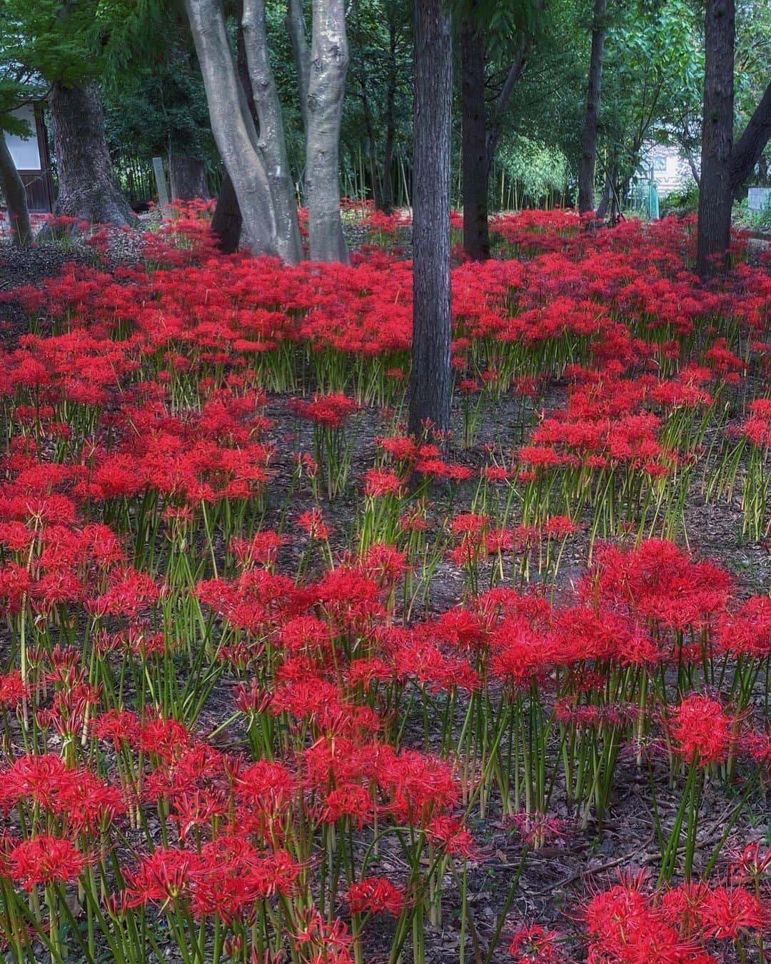 のインスタグラム：「京都府八幡市#若宮八幡宮 (スライドして下さい)  Location Kyoto Japan(Swipe)    2020年9月28日　 　 奈良より近いところに、こんか場所があったなんて👀✨八幡の#巾着田  　  #神社仏閣　 #寺社仏閣  #美しい日本　 #日本庭園  #おとな旅プレミアム　 #ダレカニミセタイハナ  #ダレカニミセタイケシキ  #そうだ京都行こう　 #こころから  #タビジェニ　 #じゃらん花畑　 #やわふぉと  #日本に京都があってよかった  #京都観光  #deaf_b_j_  #japan_bestpic_  #top_favorite_shots  #japan_vacations  #inspring_shot #beautiful_kansai #japanesetemple  #japanesegarden  #loves_unted_japan  #otonatabi_japan  #best_moments_flora  #deaf_bestshot_japan」
