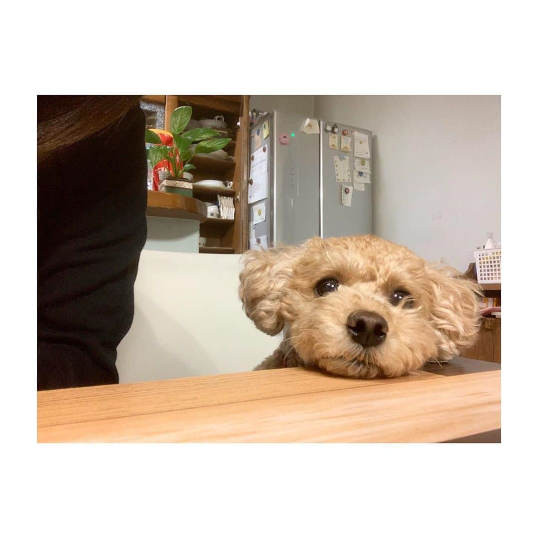 江澤亜弥さんのインスタグラム写真 - (江澤亜弥Instagram)「＊ ここ🐩🐶💓 . #toypoodle  #いぬすたぐらむ  #dogstagram  #ふわもこ部  #ここ」9月29日 17時42分 - aya_ezawa