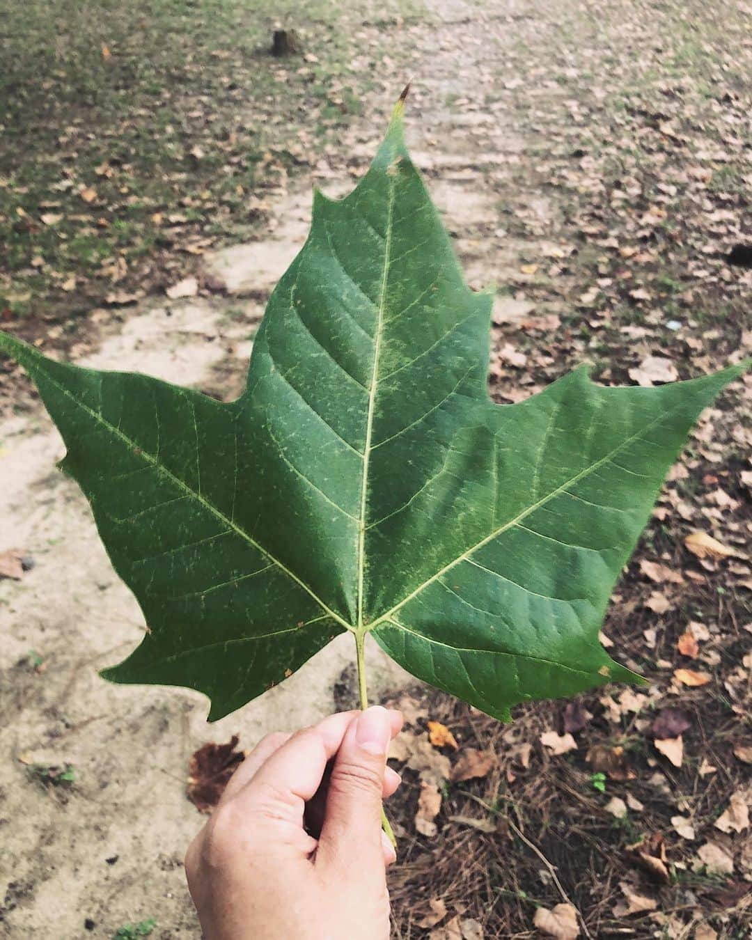 yukaのインスタグラム：「散歩してみたら🍂 ・ ・ ・ 自然界ではもう葉が落ちたりして、すっかり秋模様🍂🌿 ・ #vsco  #team_jp_ #igersjp #toyohashiphoto #クラストコ #ダレカニミセタイソラ」