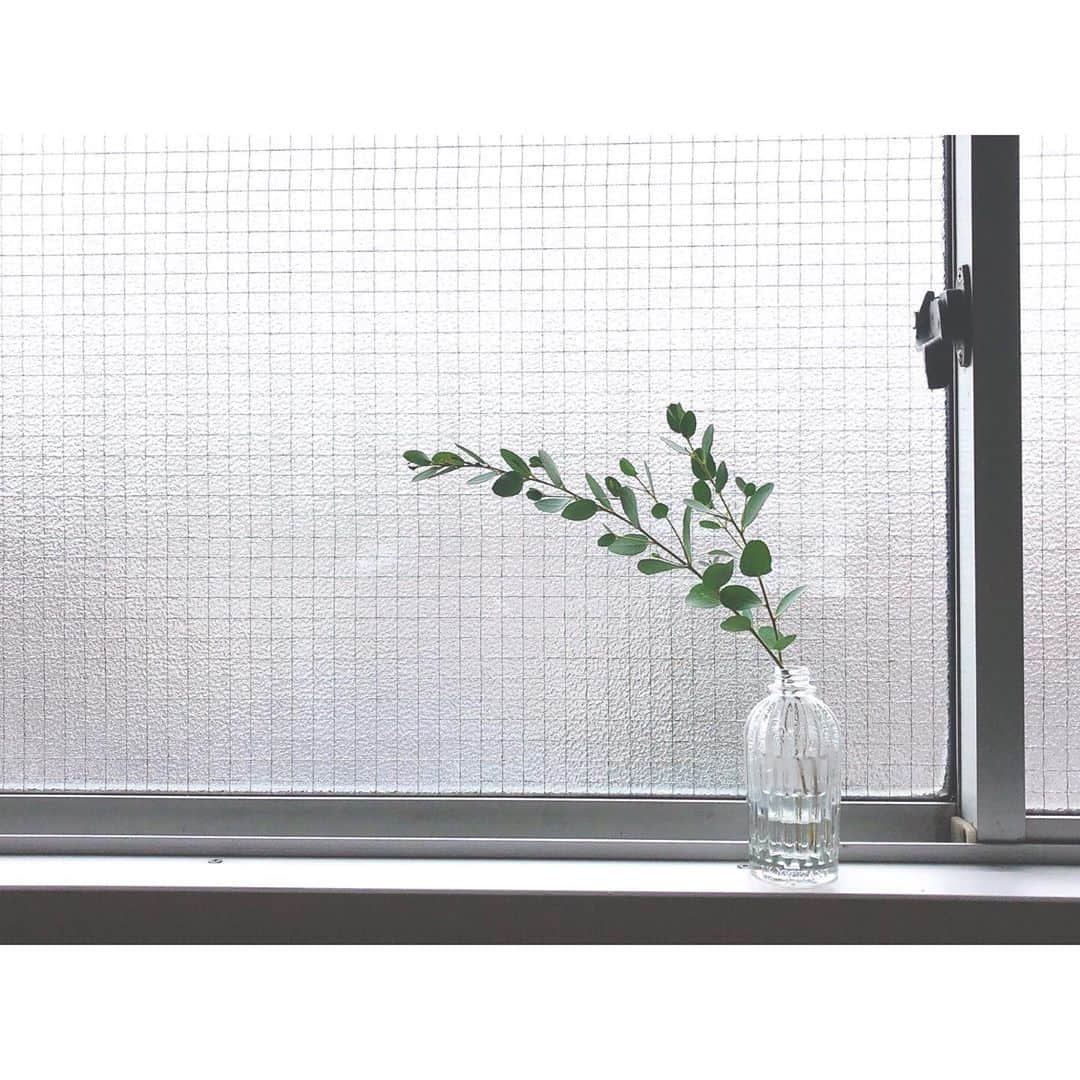 竹中友紀子のインスタグラム：「#窓際の景色  ユーカリと ロクシタンの香水の空き瓶  切り落としたユーカリを空き瓶に挿しただけですが、何だかその潔さと控えめなグリーンのトーンが気に入っています。」