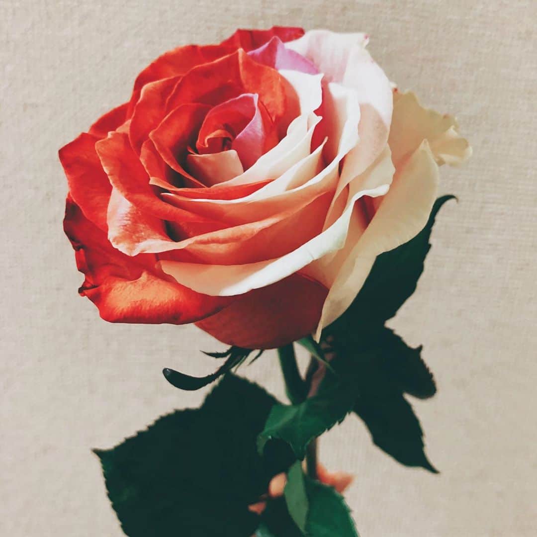 三村遙佳さんのインスタグラム写真 - (三村遙佳Instagram)「お花のパワーはすごい きれいだなー。癒される  장미 샀더니 기운이 나더라😔  #薔薇　#バラ　#グラデーションフラワー　#flwor #꽃 #장미 #그라데이션플라워 #예뻐」9月29日 18時24分 - mimuraharuka_1027