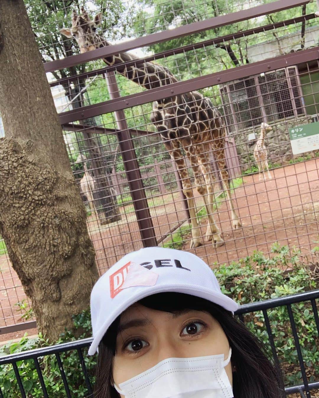 小板奈央美のインスタグラム：「また来ちゃった❤️ ・ #今日のベストショット  カメラ越しに目が合った  #キリン と #こいたチャン 🦒 ・ 奥に子供のキリンもいるよ☺︎ ・ 癒される☺️」