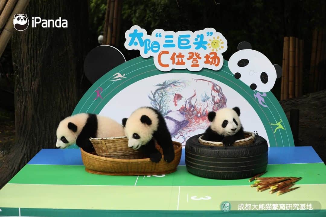 iPandaさんのインスタグラム写真 - (iPandaInstagram)「The three players from the Sunshine Nursery at the Chengdu Research Base of Giant Panda Breeding are the most energetic players in the running race! While they believe "cuteness first, competition second". 🐼 🐼 🐼  #Panda #iPanda #Cute #HowGiantPandasGrowUp #NiceHoliday #PandaPic」9月29日 18時37分 - ipandachannel