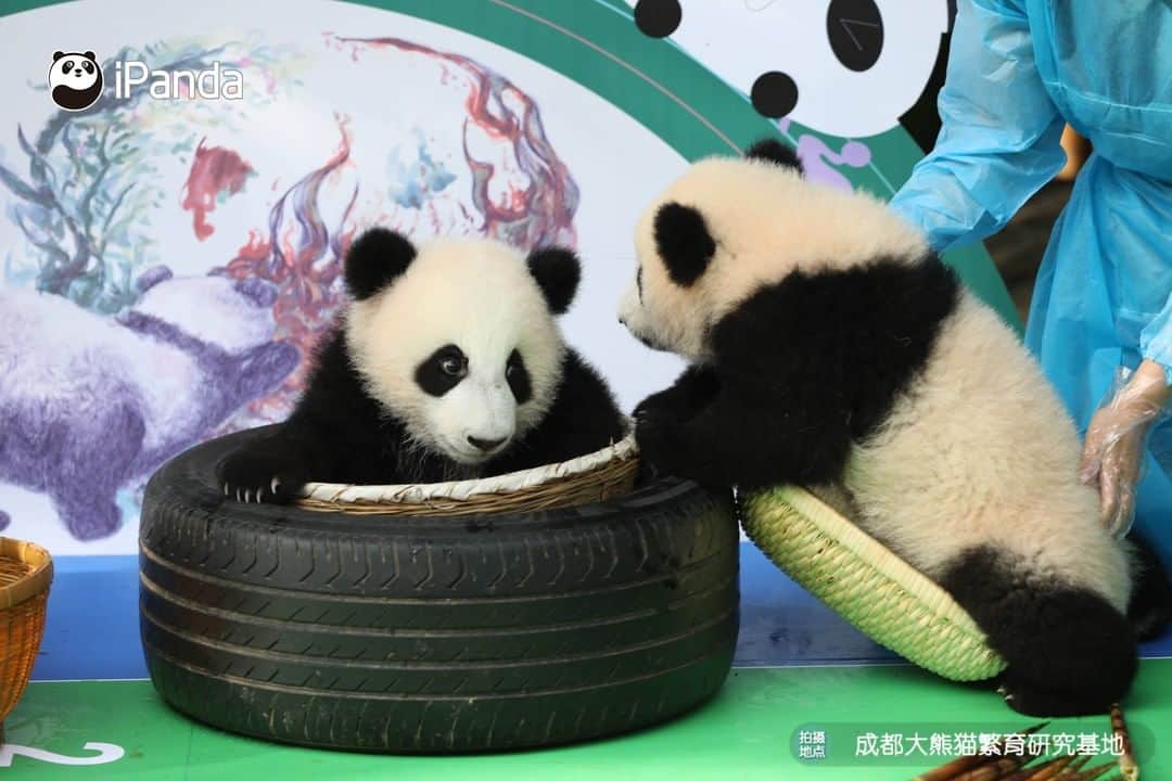 iPandaさんのインスタグラム写真 - (iPandaInstagram)「The three players from the Sunshine Nursery at the Chengdu Research Base of Giant Panda Breeding are the most energetic players in the running race! While they believe "cuteness first, competition second". 🐼 🐼 🐼  #Panda #iPanda #Cute #HowGiantPandasGrowUp #NiceHoliday #PandaPic」9月29日 18時37分 - ipandachannel