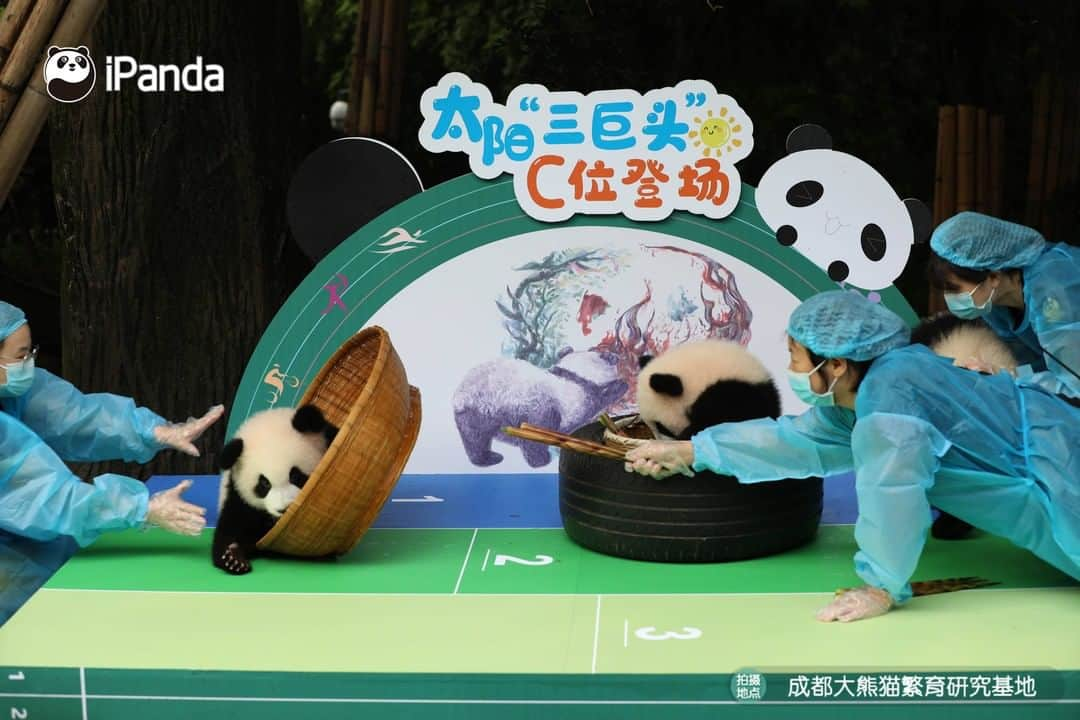 iPandaさんのインスタグラム写真 - (iPandaInstagram)「The three players from the Sunshine Nursery at the Chengdu Research Base of Giant Panda Breeding are the most energetic players in the running race! While they believe "cuteness first, competition second". 🐼 🐼 🐼  #Panda #iPanda #Cute #HowGiantPandasGrowUp #NiceHoliday #PandaPic」9月29日 18時37分 - ipandachannel