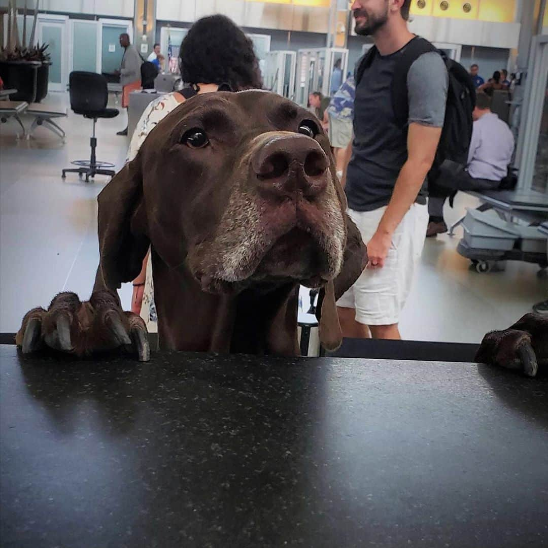 アメリカ運輸保安局さんのインスタグラム写真 - (アメリカ運輸保安局Instagram)「One pupachino, please! ⠀ We try and keep our K9s de-caffeinated but sometimes they just need that extra afternoon boost. We can relate! If you’re planning on taking some java on your next trip, here are a few tips to make things easier. ⠀ Coffee beans or grounds are no problem in your carry-on or checked bag. And to make sure your trip through security goes smoothly, we recommend you remove the item from your carry-on bag so it won’t obstruct clear images on the X-ray machine. ⠀ Fresh brewed coffee will need to be 3.4oz or less and comfortably fit in your quart sized baggy with your other travel liquids to get through the security check point. Espresso anyone? The good news: if you are planning to get coffee after security, your empty thermos is good to fly! ⠀ Do these tips have you feeling deja-brew? Check the link in our bio for a searchable database for items that can and can't go in your checked and carry-on bags. It will keep you from being latte for your flight! ⠀ #NationalCoffeeDay #coffee #coffeelover #coffeetime #coffeeaddict #TSAK9 #workingdogs #airportsecurity #WorkingdogsofIG #dogsofinstagram #k9life #travel #K9 #dogsofIG #TSA #Traveltips」9月30日 4時19分 - tsa