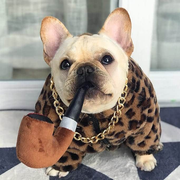 French Bulldogさんのインスタグラム写真 - (French BulldogInstagram)「Luxury Leopard French Bulldog Coat by @frenchie.world 🐆🐆🐆 LINK IN BIO 🔝🔝🔝 . . . . . #frenchie #frenchies #französischebulldogge #frenchbulldog #frenchbulldogs #dog #dogsofinstagram #frenchieworld #bully #bulldog #bulldogfrances #フレンチブルドッグ #フレンチブルドッグ #フレブル #ワンコ #frenchiesgram #frenchbulldogsofinstagram #ilovemyfrenchie #batpig #buhi #squishyfacecrewbulldog」9月30日 5時25分 - frenchie.world