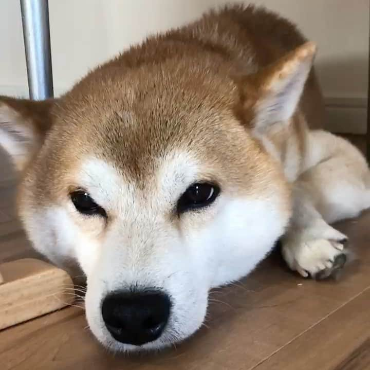 ゆうとろ（柴犬ゆうと猫のとろ）のインスタグラム